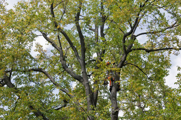  , USA Tree Services Pros